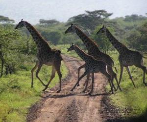 yapboz zürafa grubunun bir yol geçiş